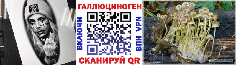 Купить где  Урус-Мартан  Псилоцибиновые грибы Psilocybine cubensis 